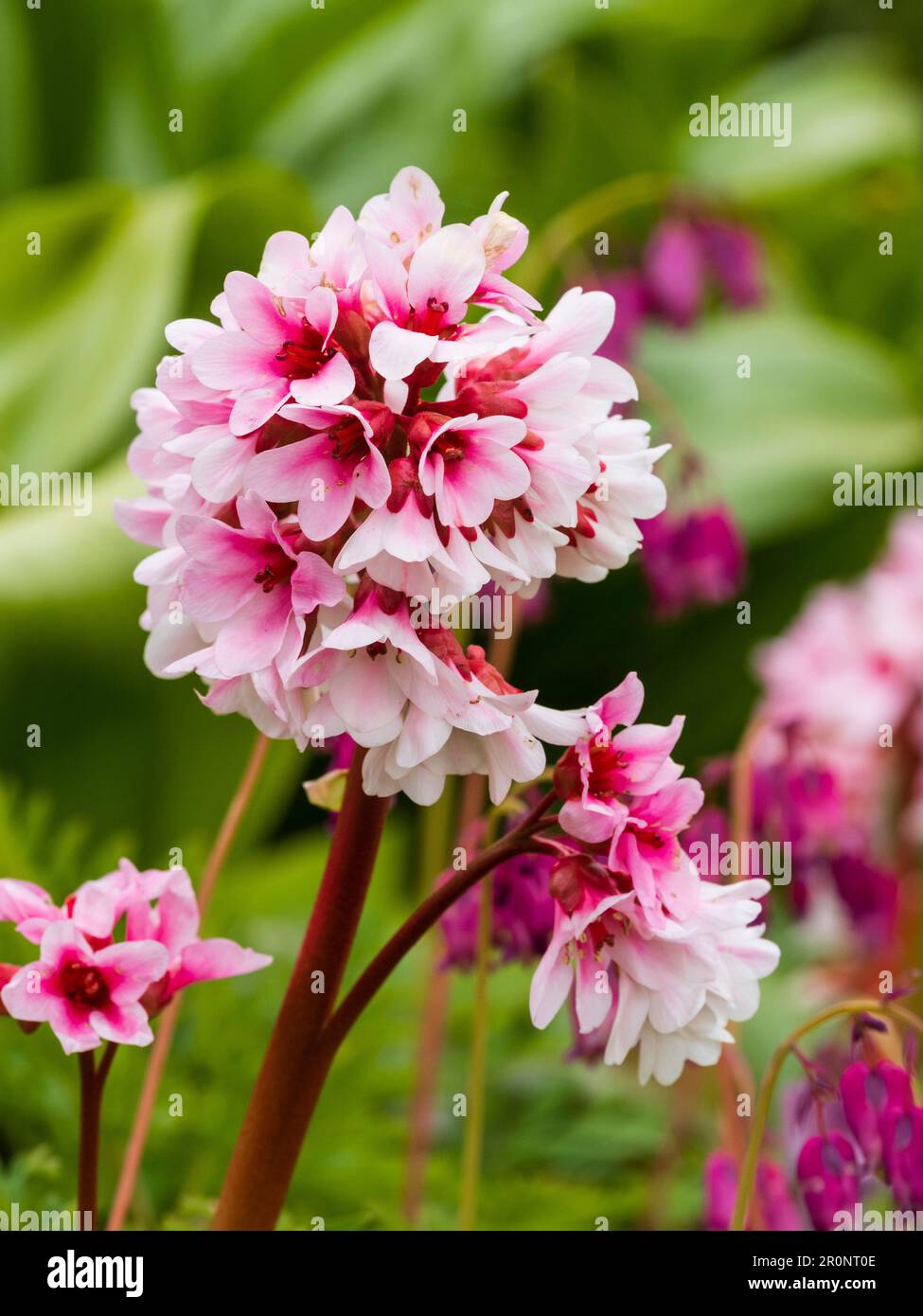 Pink and white spring flowers in the head of the hardy evergreen perennial, Bergenia 'Beethoven' Stock Photo
