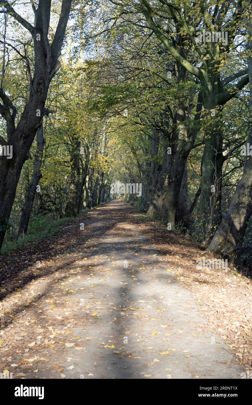 Lancaster Canal Tramroad now a footpath running from Bamber Bridge