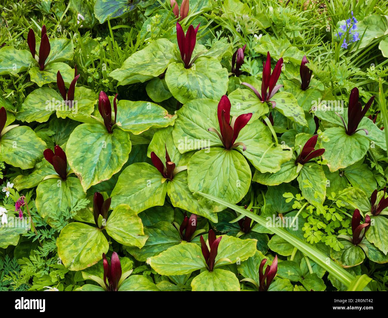 Red flowers of the spring blooming corm, Trillium chloropetalum 'Rubrum' above triple spotted leaves Stock Photo