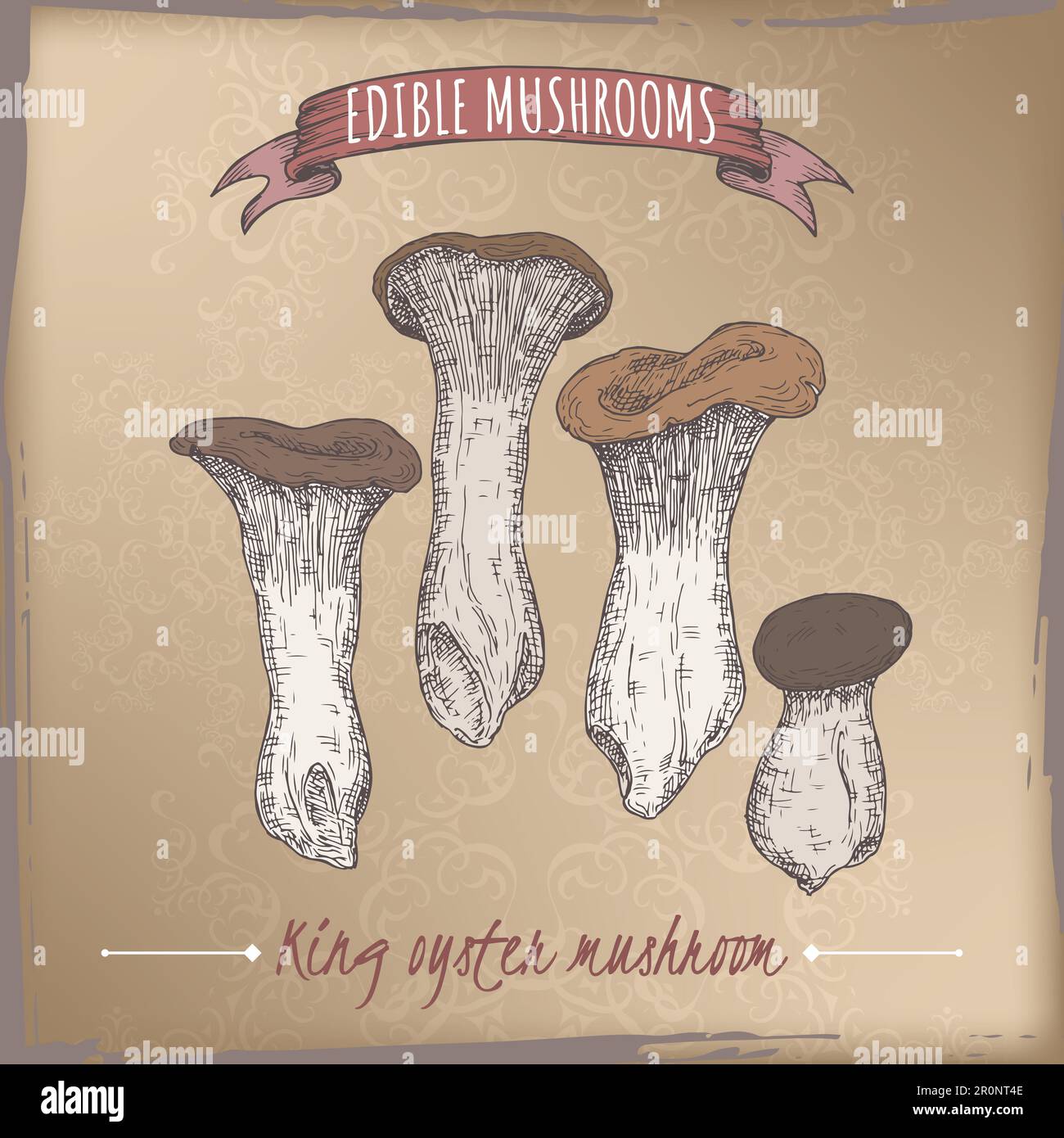 Pleurotus eryngii aka king oyster mushroom color sketch on vintage background. Edible mushrooms series. Stock Vector