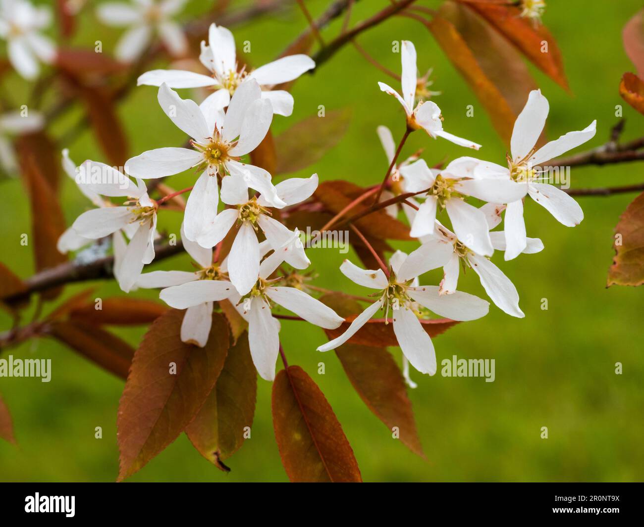 Bronze spring foliage and white flowers of the hardy serviceberry tree, Amelanchier x grandiflora 'Robin Hill' Stock Photo