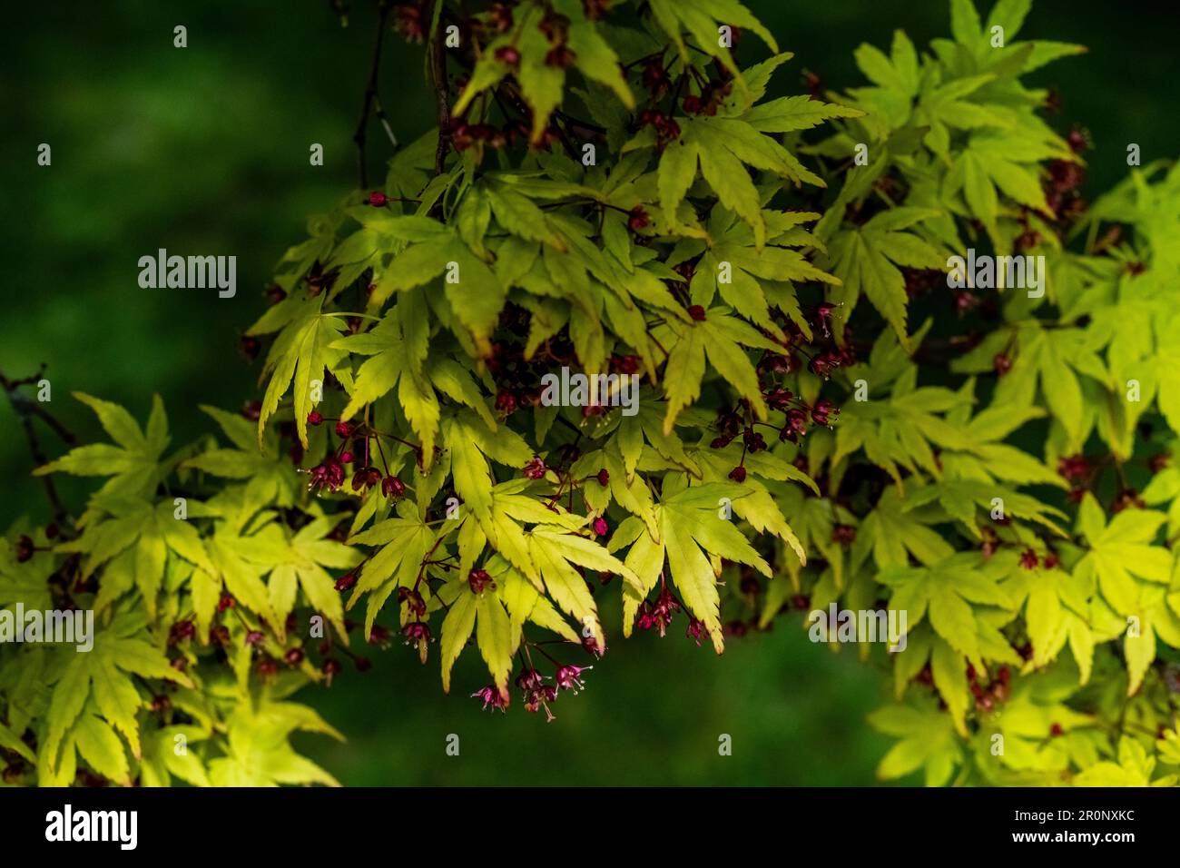 Dappled light and maple leaves in springtime Stock Photo