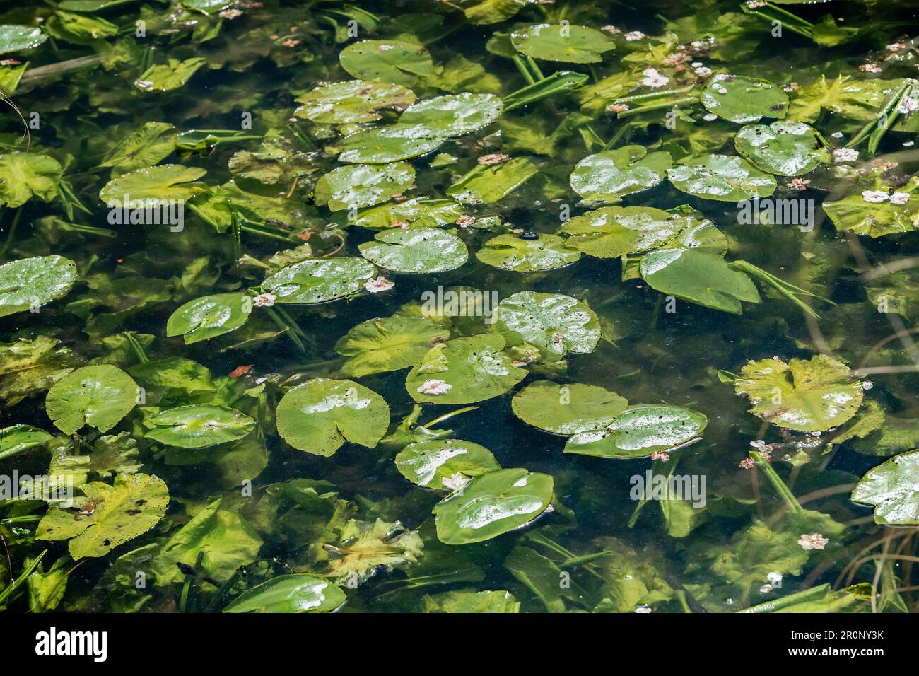 Lilies in a pond, graphic leaves floating in the water Stock Photo - Alamy