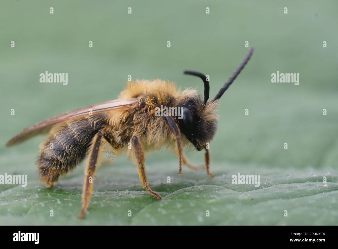 Detailed closeup on a male female grey-gastered mining bee, Andrena ...