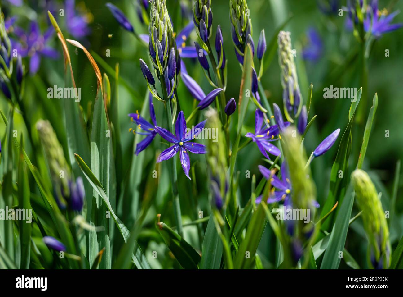 Small or common Camas, Camas Lily Stock Photo Alamy