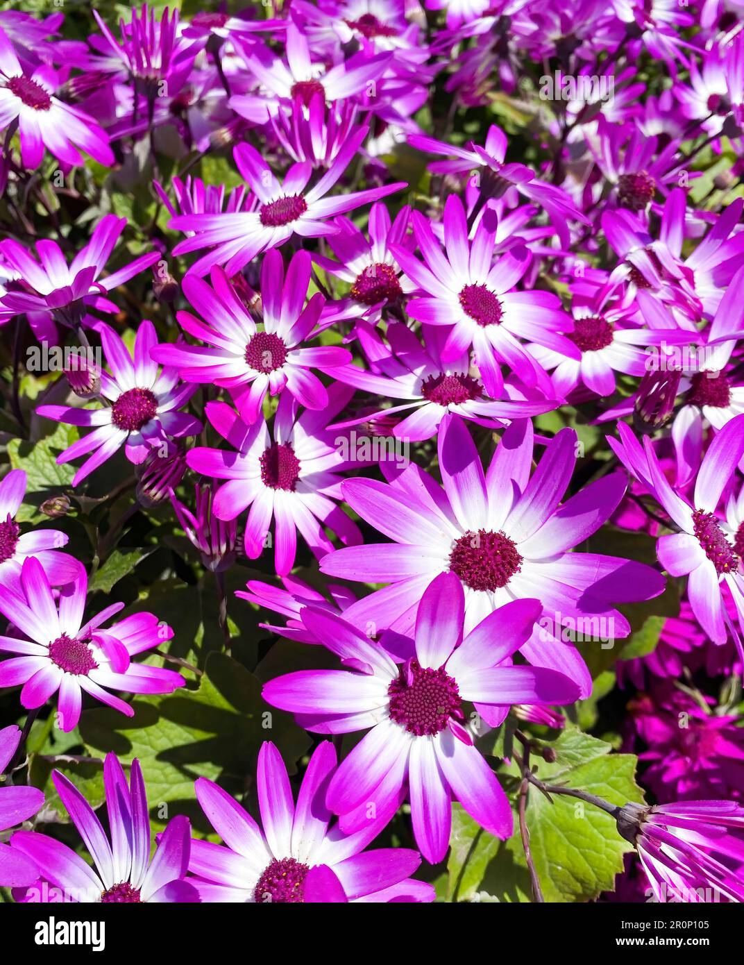 Vibrant purple and white flowers, Pericallis Hybrida in Asterceae family, also known as Cineraria or  Ragwort, perennial ornamental flowering plant. Stock Photo