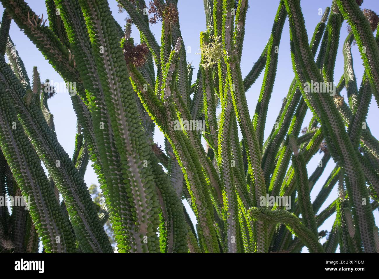 A view of a Madagascar Ocotillo plant. Stock Photo