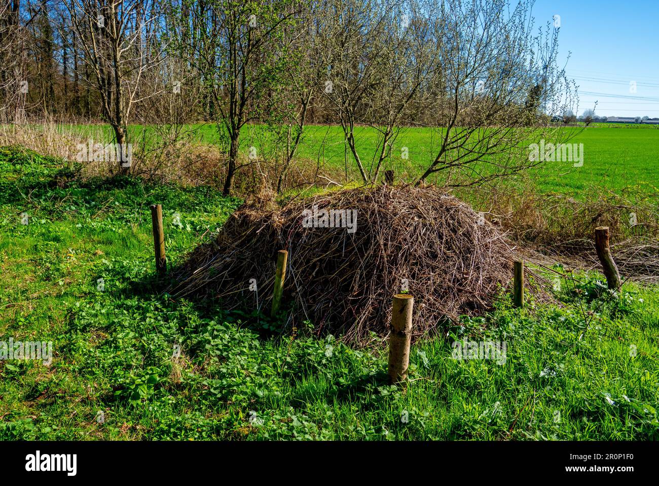 Green waste pile as a breeding place for reptiles like snakes in the Netherlands Stock Photo