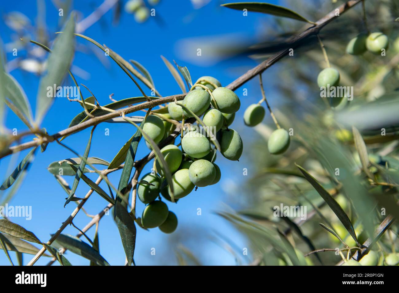 Ripe olive fruits harvest pile Stock Photo - Alamy