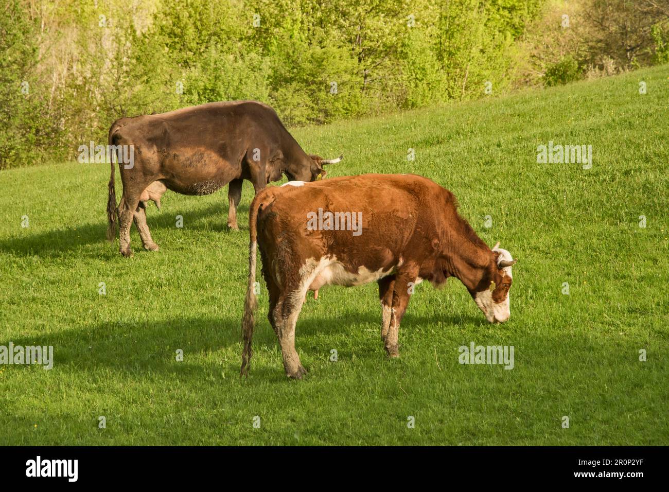Cows grazing on green grass mountain meadow Stock Photo - Alamy