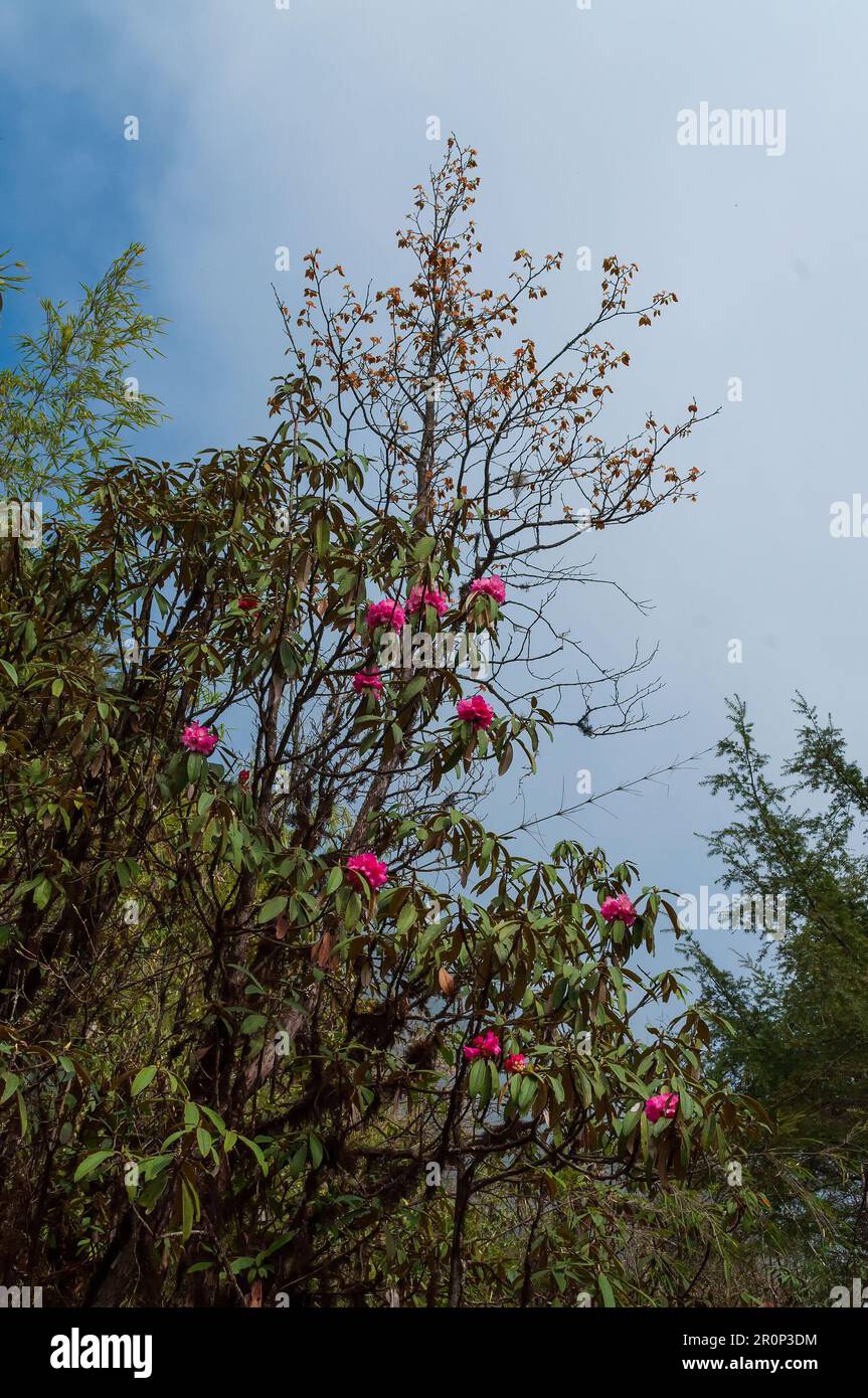 View of blooming Rhododendron flowers, Rhododendron niveum, in Sikkim, an evergreen shrub or small tree, flowers are held in a compact ball above. Stock Photo