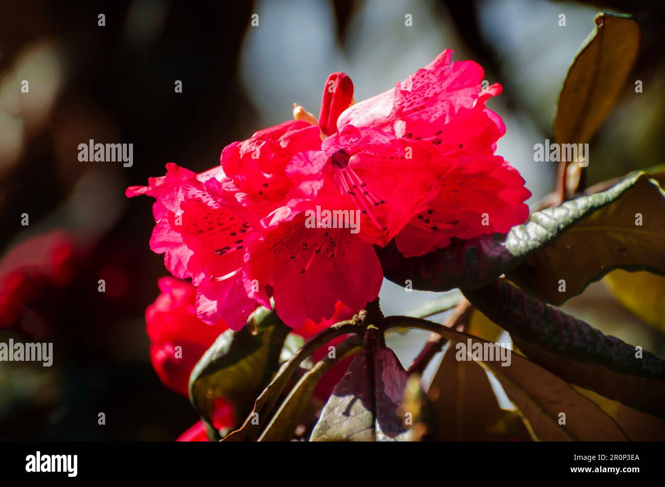 Beautiful view of blooming Rhododendron flowers, Rhododendron niveum