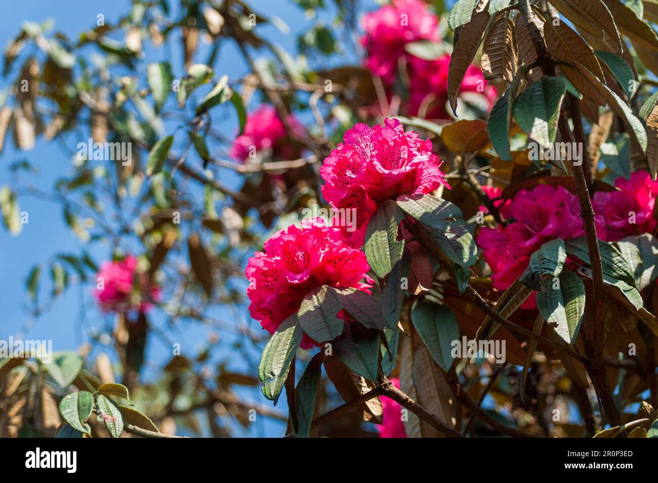 Beautiful view of blooming Rhododendron flowers, Rhododendron niveum tree in Sikkim, an evergreen shrub or small tree, flowers are held up above. Stock Photo