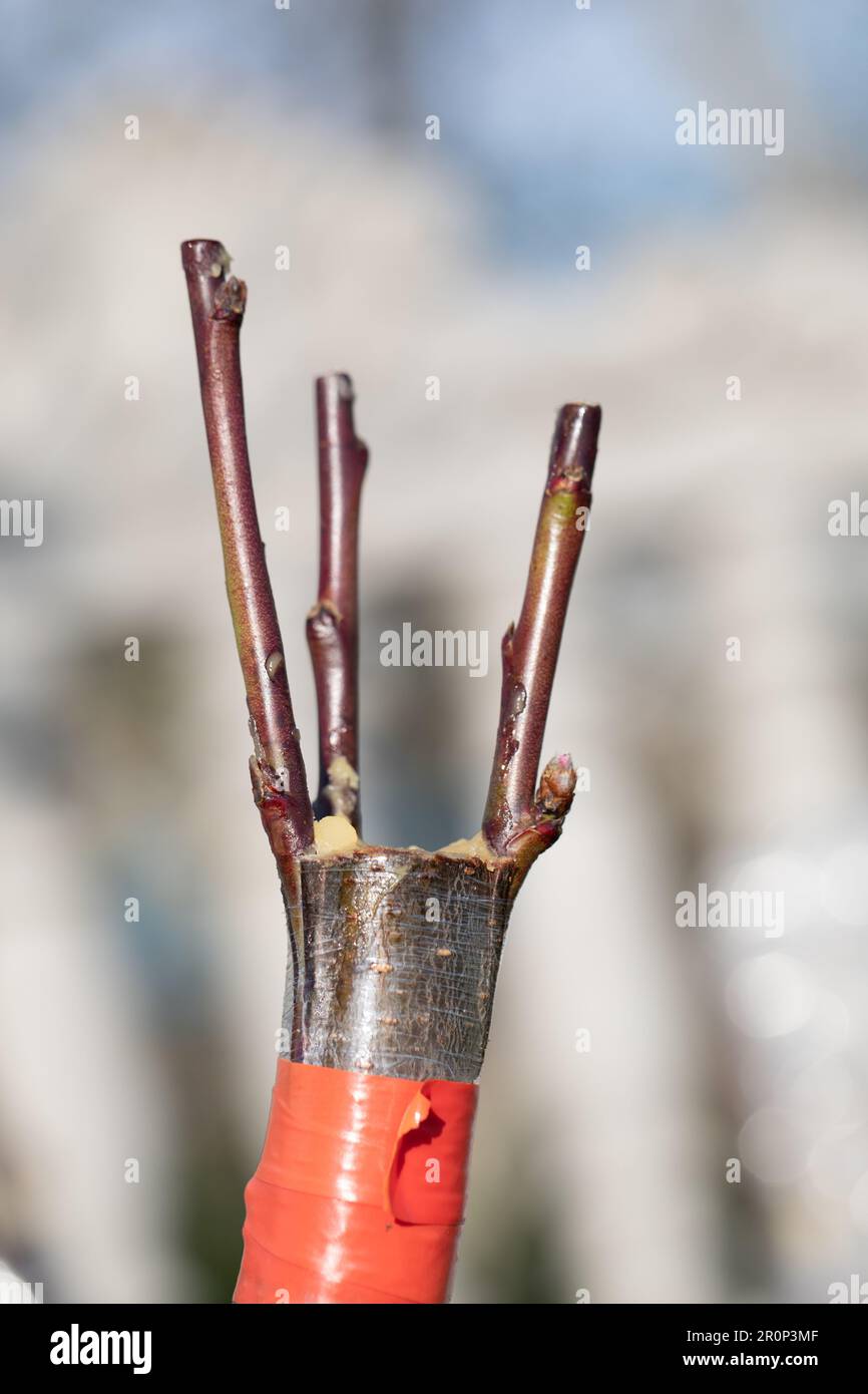 Maximizing fruit production with a successful peach graft on cherry