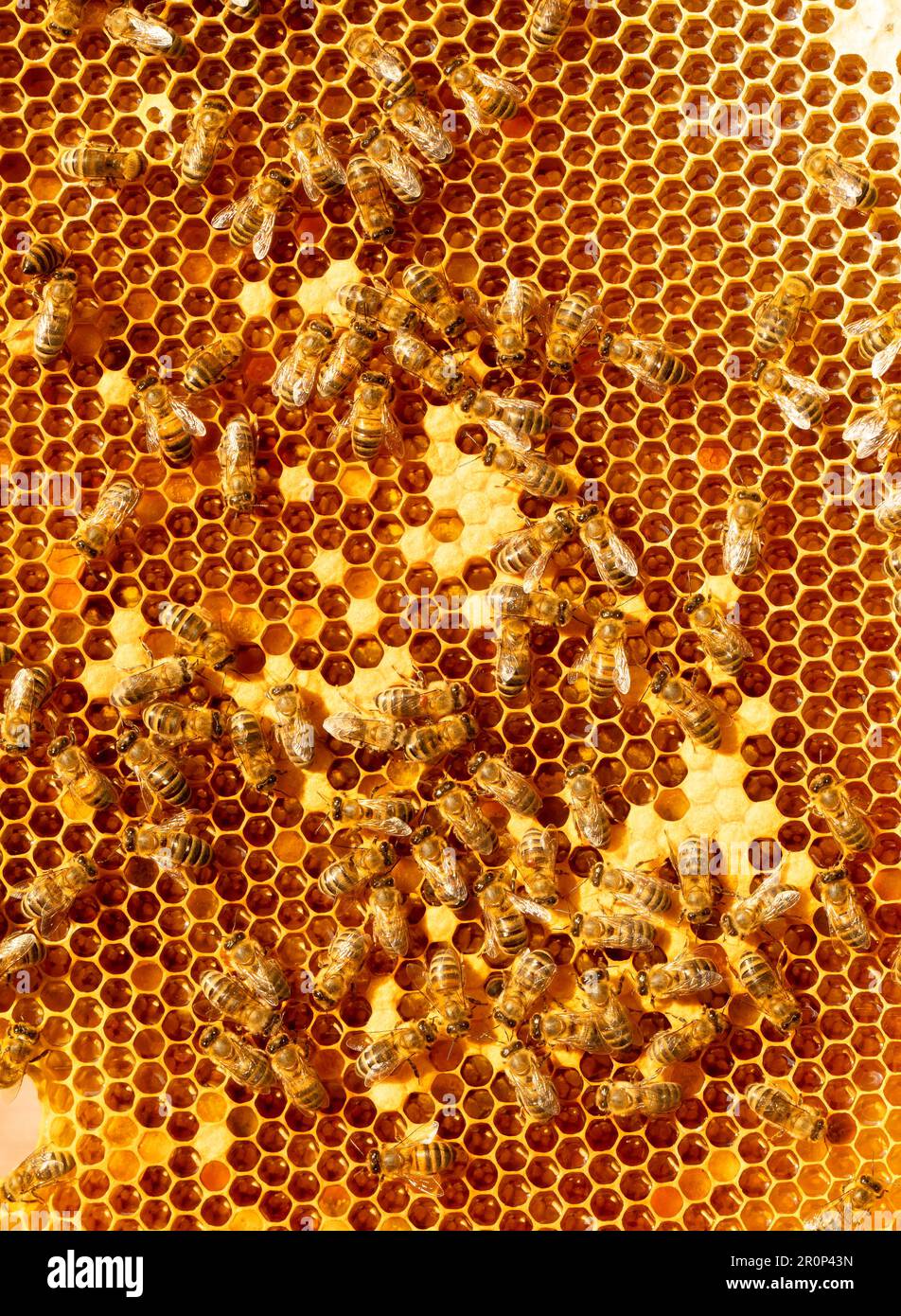 beeswax honeycomb, highlighting the precision and hard work of these ...
