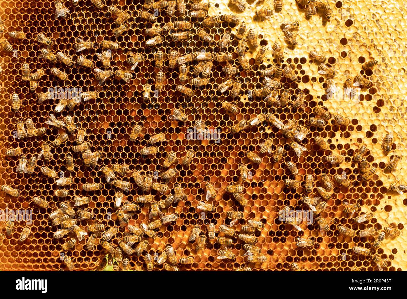 Bees Diligently Working On Their Honeycomb In The Hive. The Intricate ...