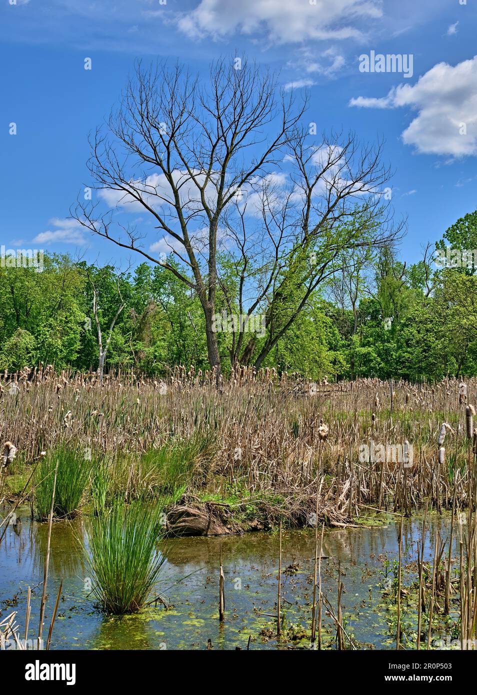 Teaneck Creek Conservancy in Teaneck,NJ,USA. A beautiful wetland scene