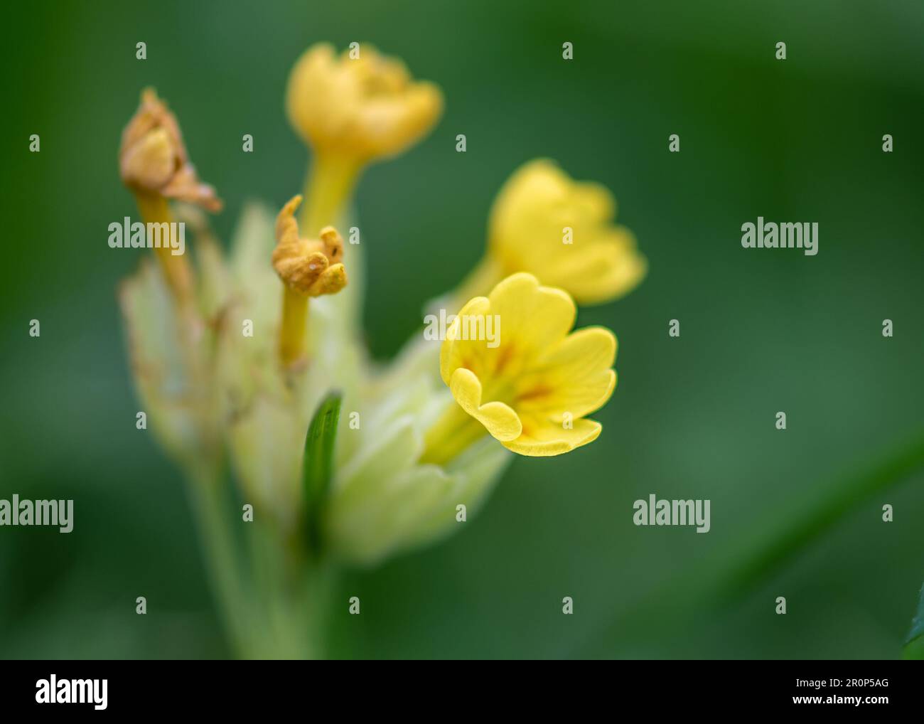 The delicate yellow of the primrose shines amidst springtime, reminding us that beauty is often found in the simplest things Stock Photo