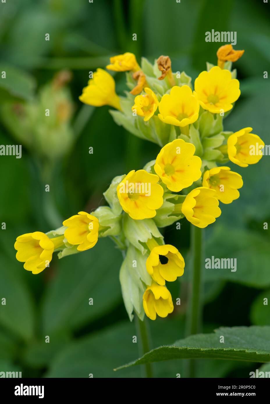 The delicate yellow of the primrose shines amidst springtime, reminding us that beauty is often found in the simplest things Stock Photo