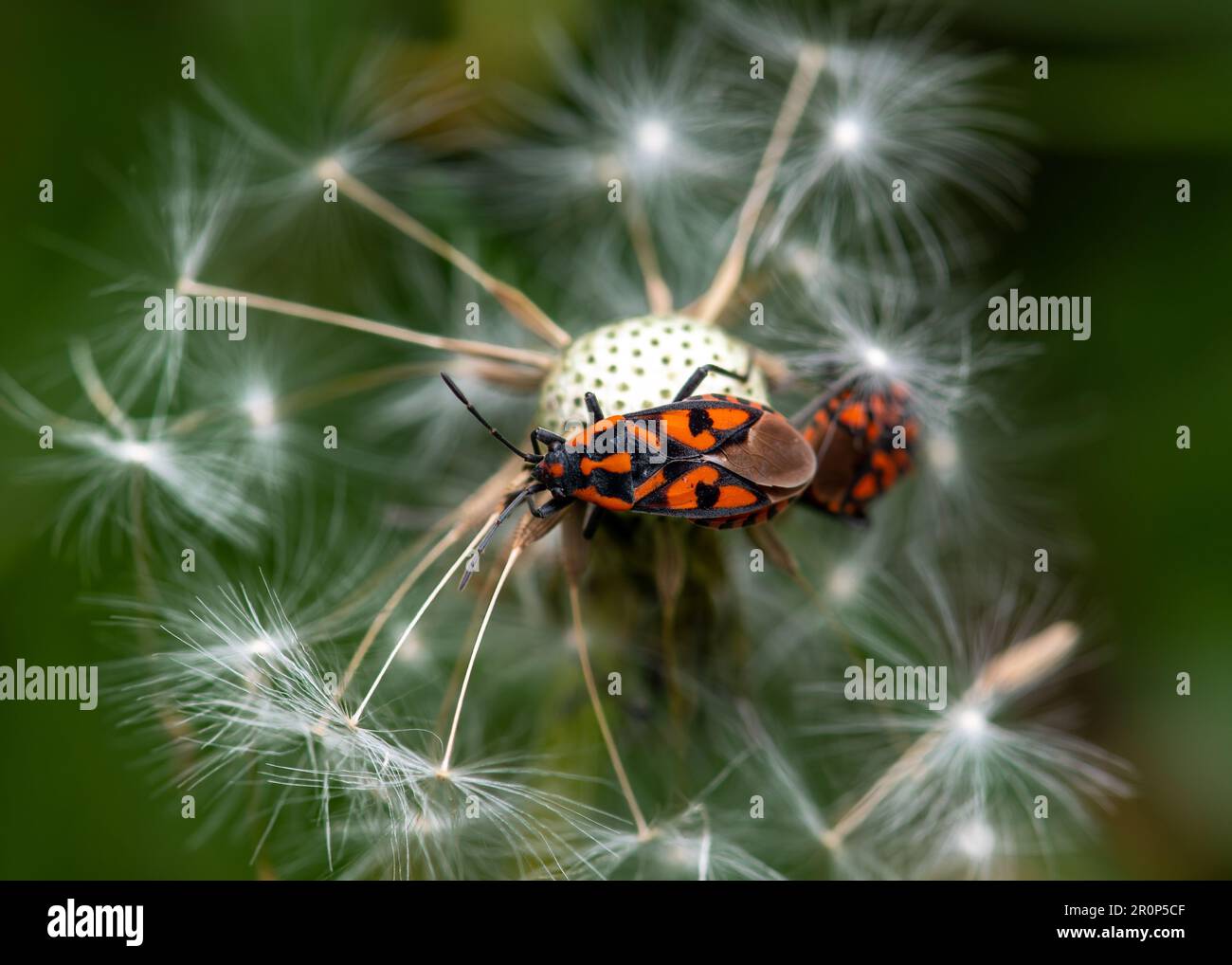 Bug in a Dandelion Stock Photo