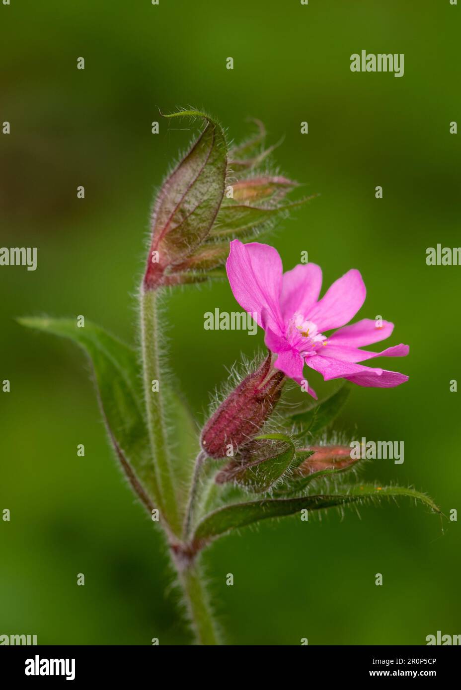 n Full Bloom: The Striking Red Campion Stock Photo