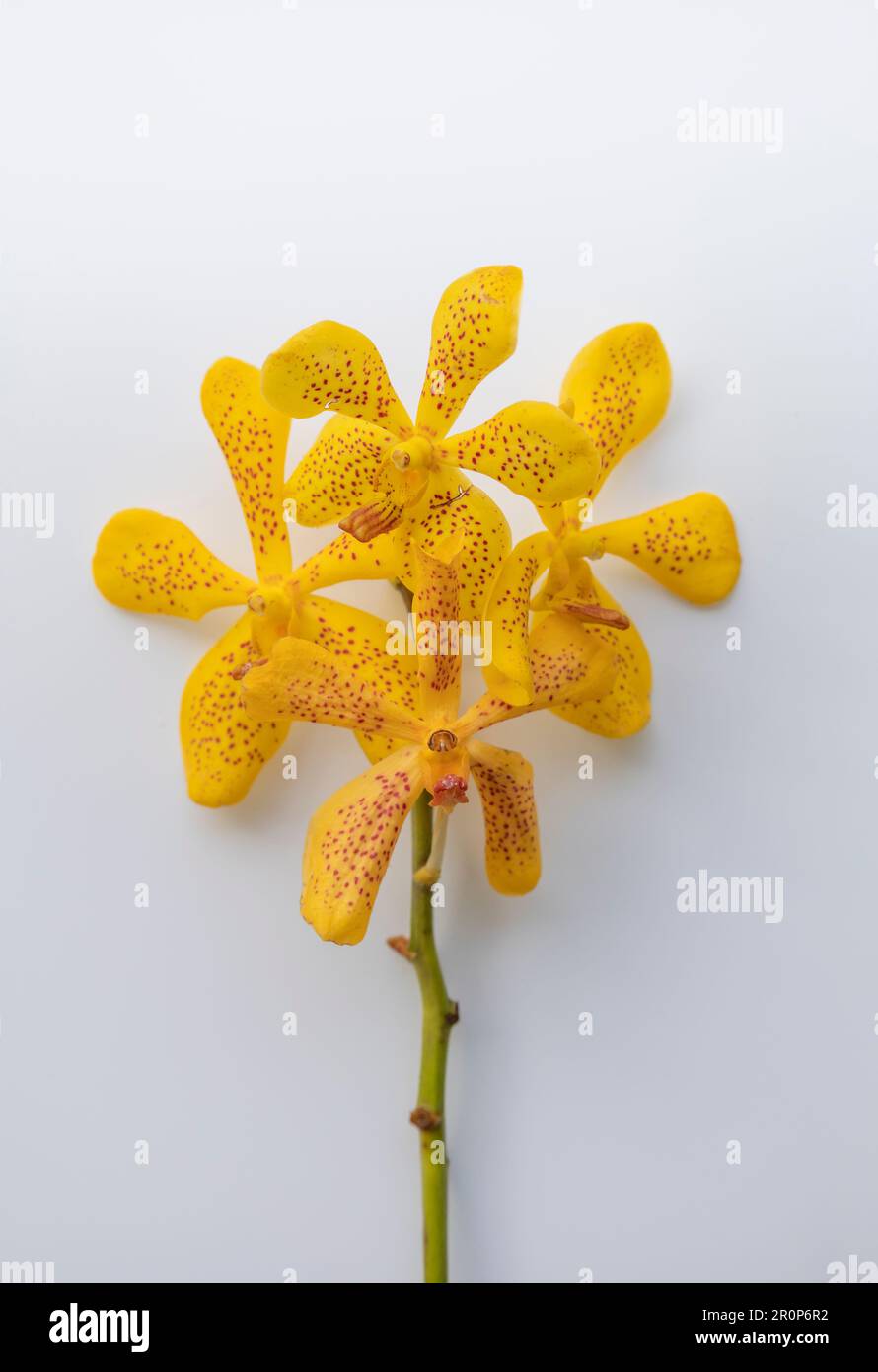 Close up Yellow Orchids Vanda isolated on white background, Vanda coerulea Stock Photo