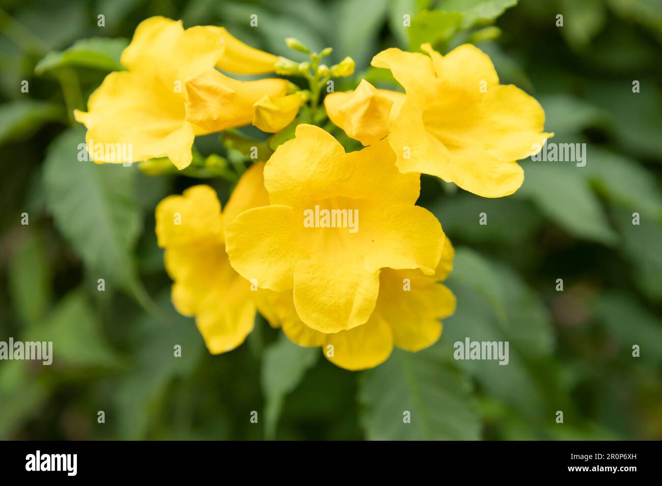 Yellow Elder Flower,Yellow elder, Trumpetbush, Trumpetflower, Tecoma stans Stock Photo