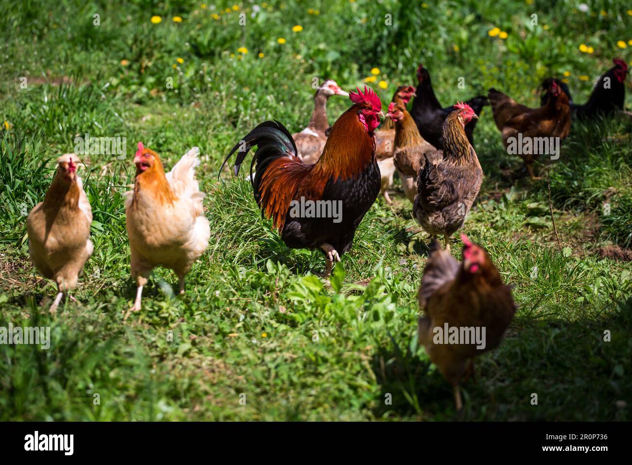 A group of happy free range chickens (Gallus gallus domesticus Stock