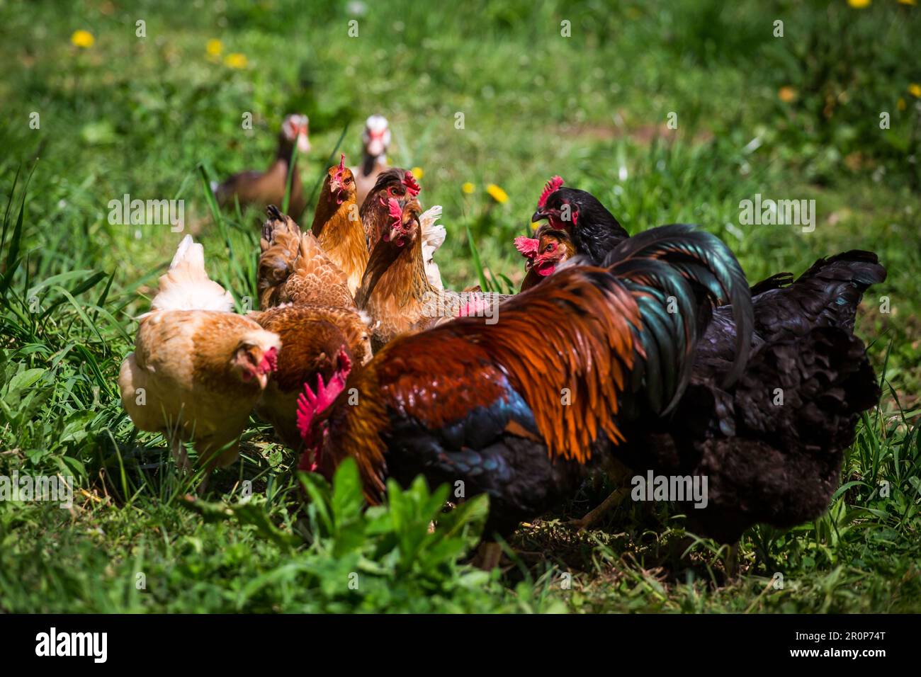 A group of happy free range chickens (Gallus gallus domesticus) Stock Photo