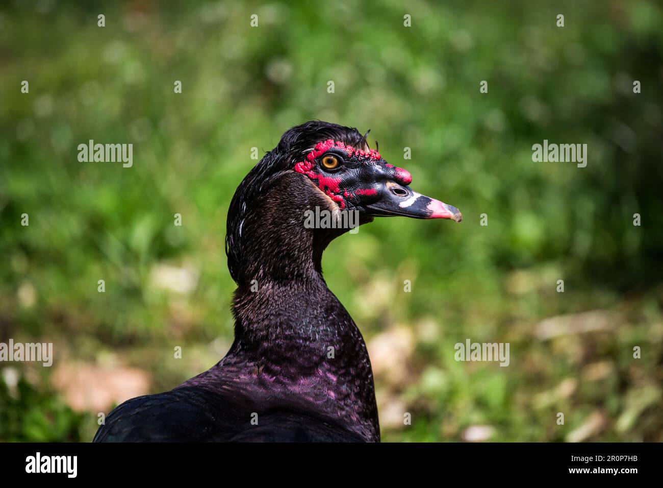 Black male muscovy duck (Cairina moschata) Stock Photo