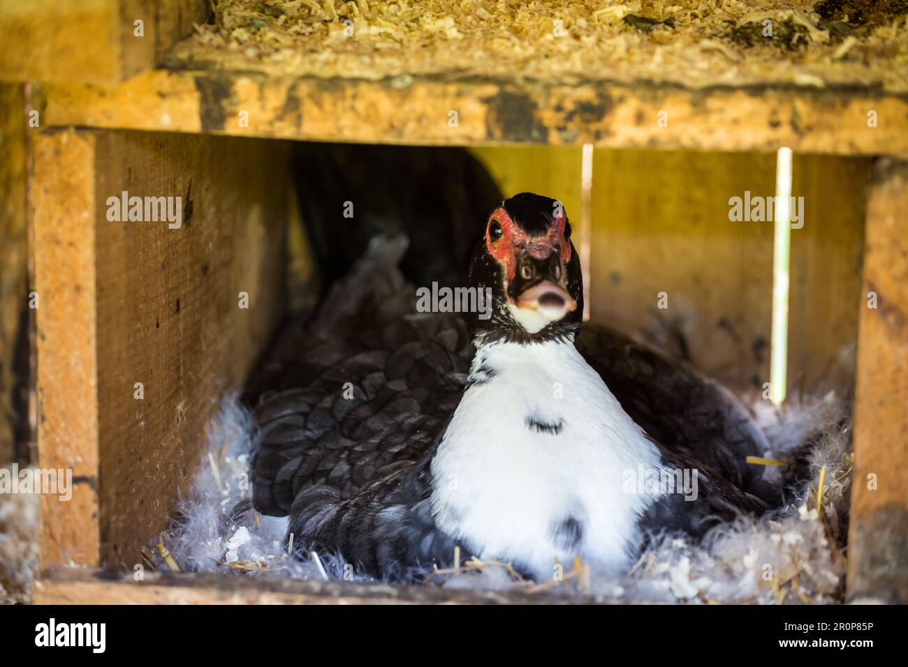 Black female muscovy duck hatching (Cairina moschata Stock Photo - Alamy