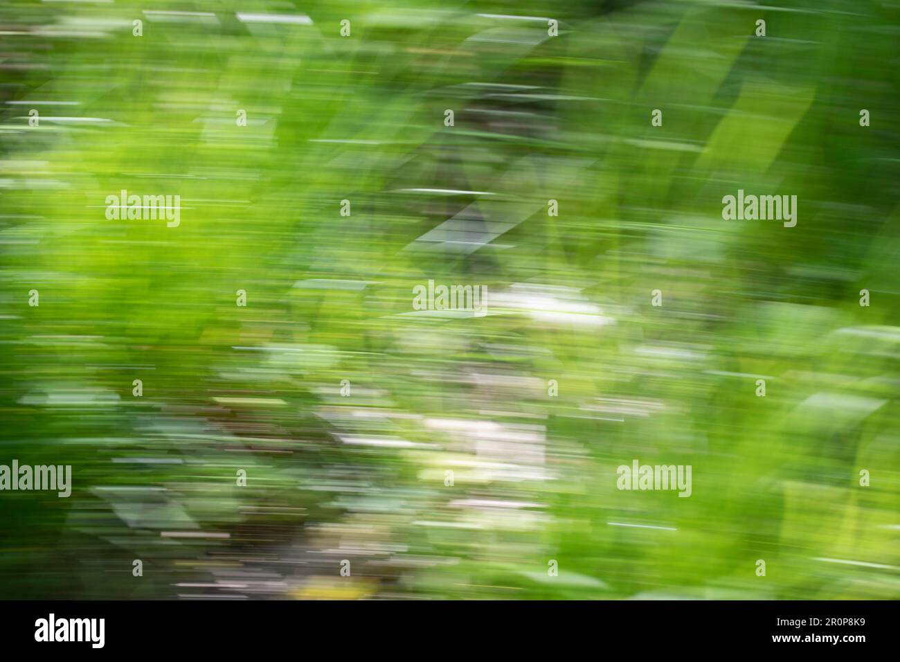 Spring abstarct backgrounds, defocused grass shapes. Blurred by camera motion. Stock Photo