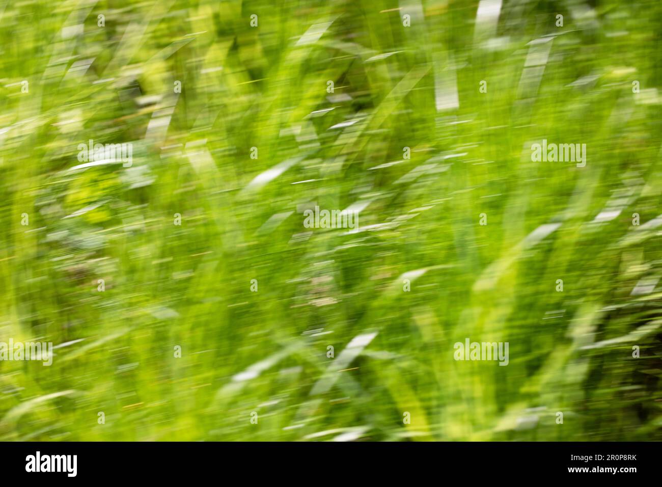 Spring abstarct backgrounds, defocused grass shapes. Blurred by camera motion. Stock Photo