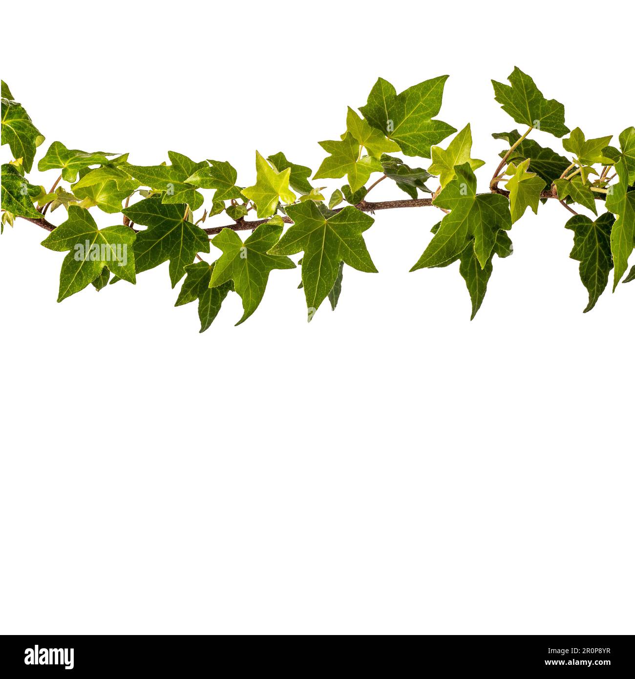 Ivy branch isolated on white with copy space and clipping path included Stock Photo Alamy