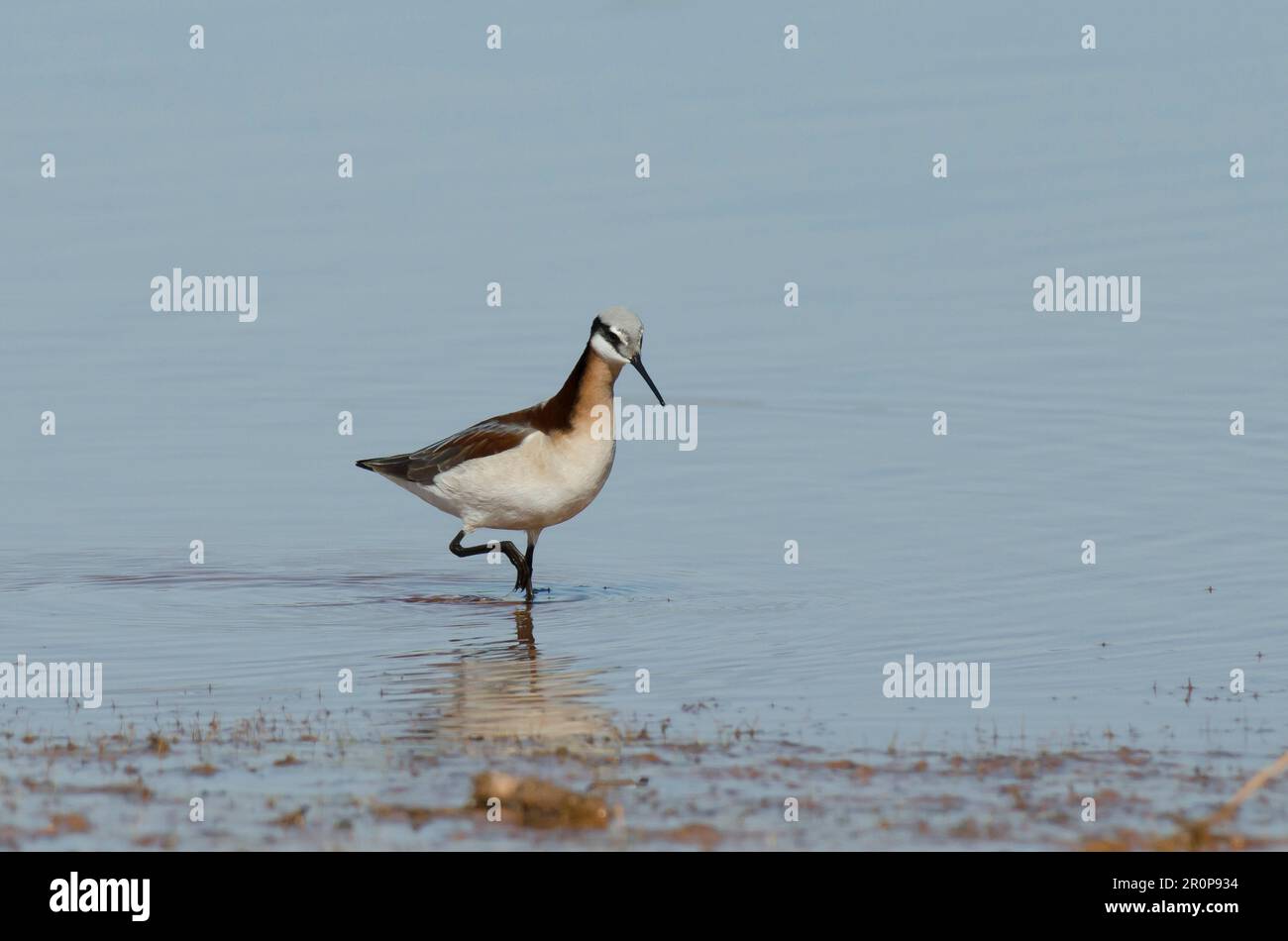 Wilson's Phalarope, Phalaropus tricolor, female Stock Photo Alamy
