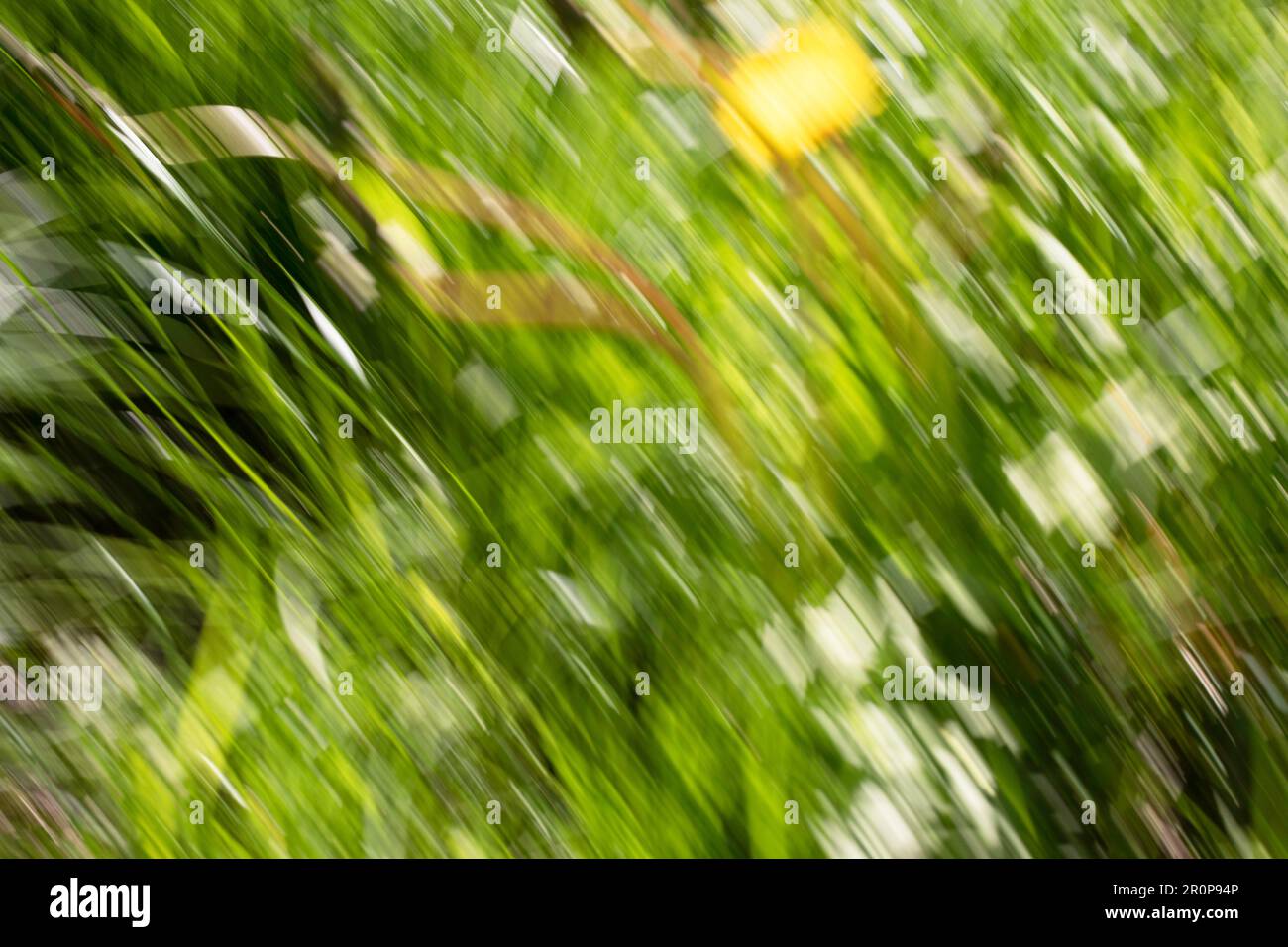 Spring abstarct backgrounds, defocused grass shapes. Blurred by camera motion. Stock Photo