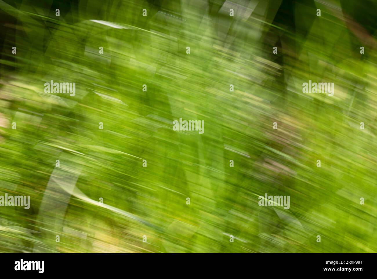 Spring abstarct backgrounds, defocused grass shapes. Blurred by camera motion. Stock Photo