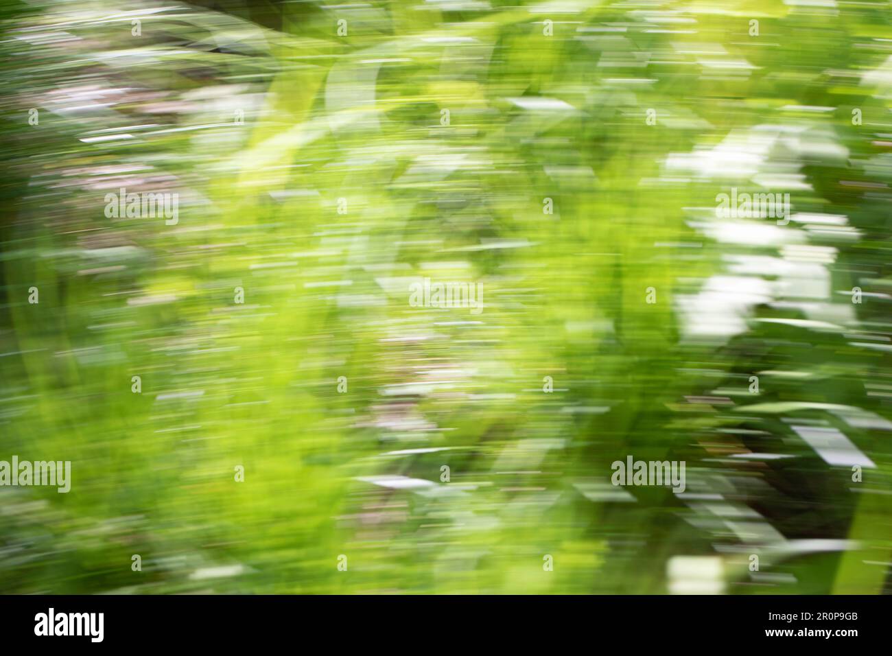 Spring abstarct backgrounds, defocused grass shapes. Blurred by camera motion. Stock Photo
