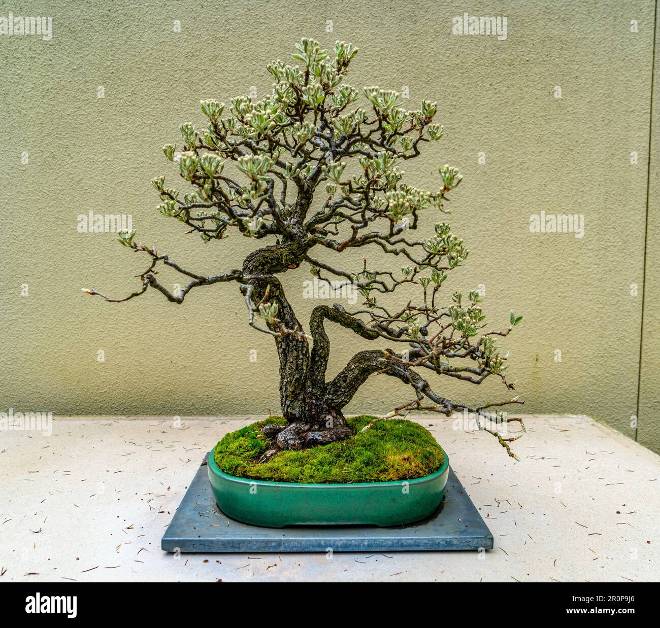 Bonsai tree at the Pacific Bonsai Museum in Federal Way, Washington