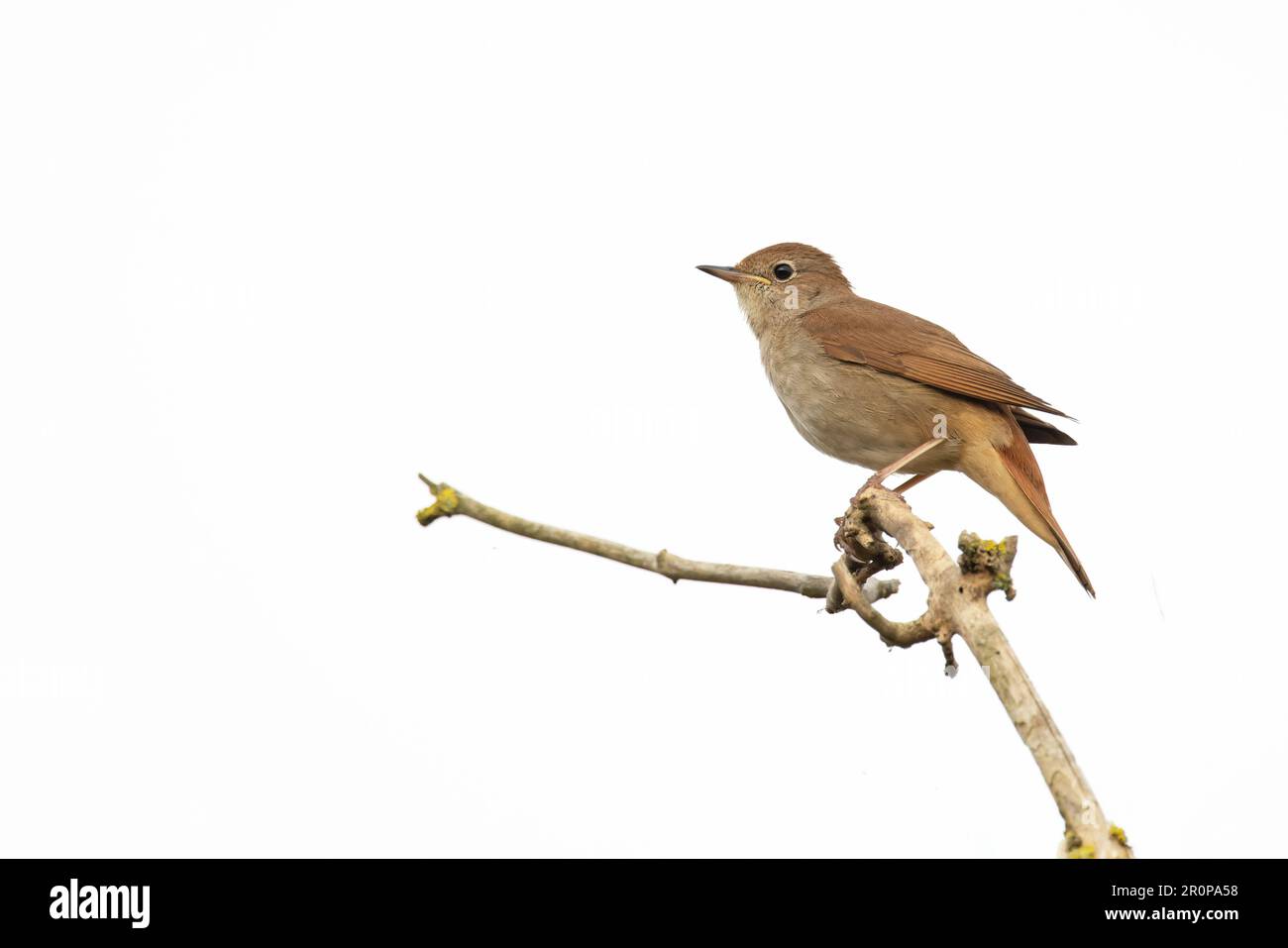 Nightingale (Luscinia megarhynchos) singing male Suffolk UK GB April 2023 Stock Photo