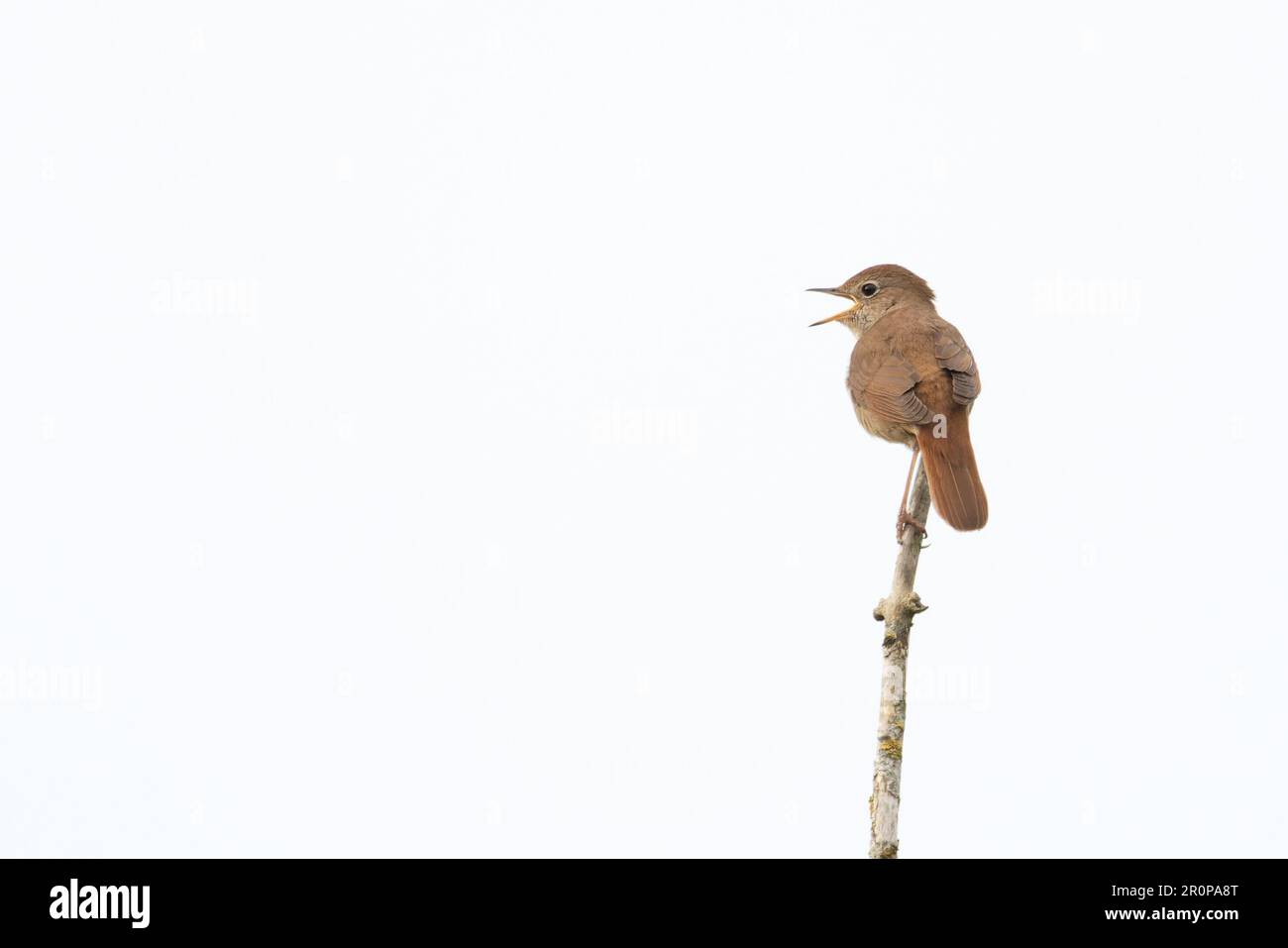 Nightingale (Luscinia megarhynchos) singing male Suffolk UK GB April 2023 Stock Photo