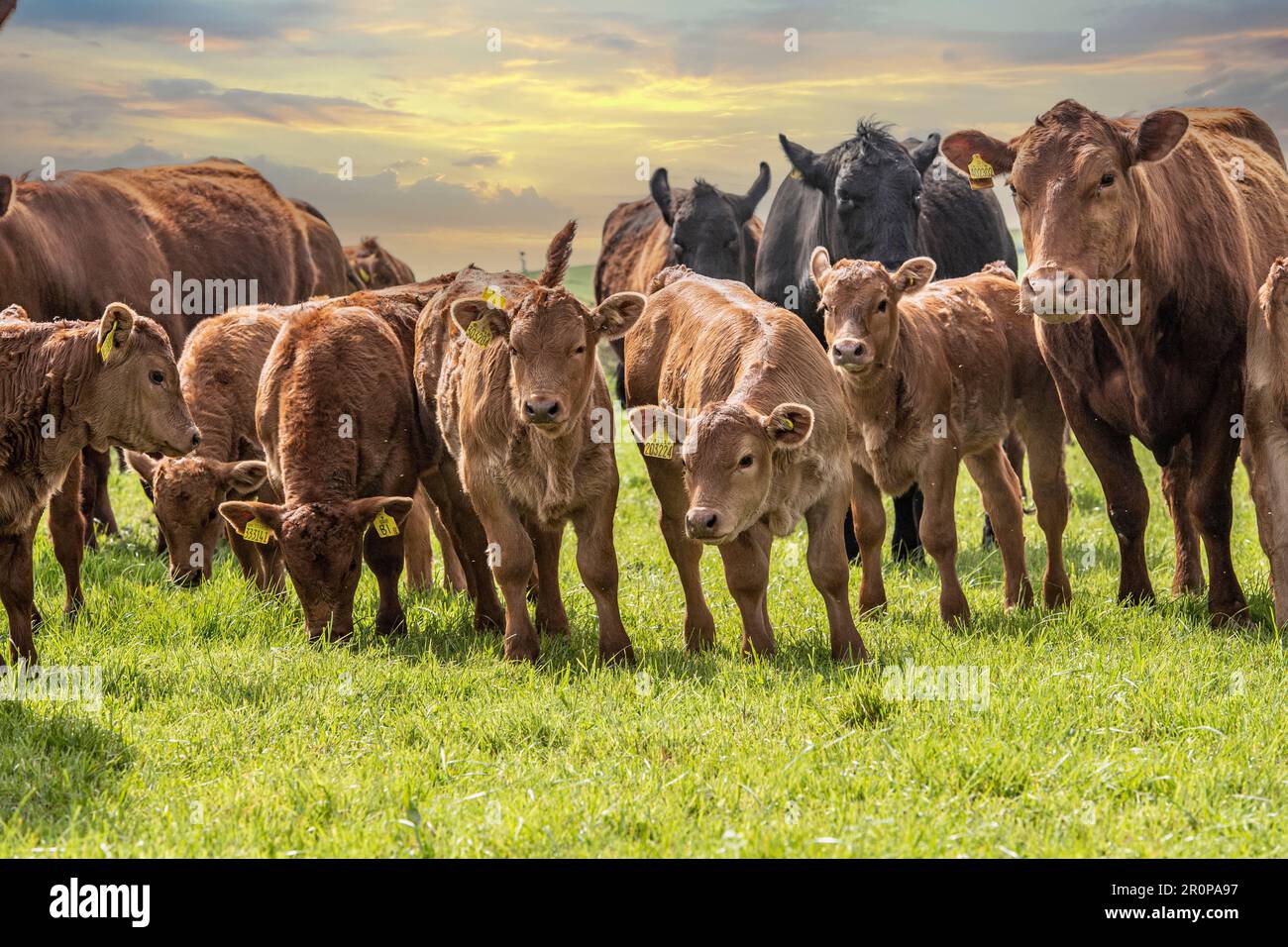 Herd of beef cattle, cows and calves Stock Photo