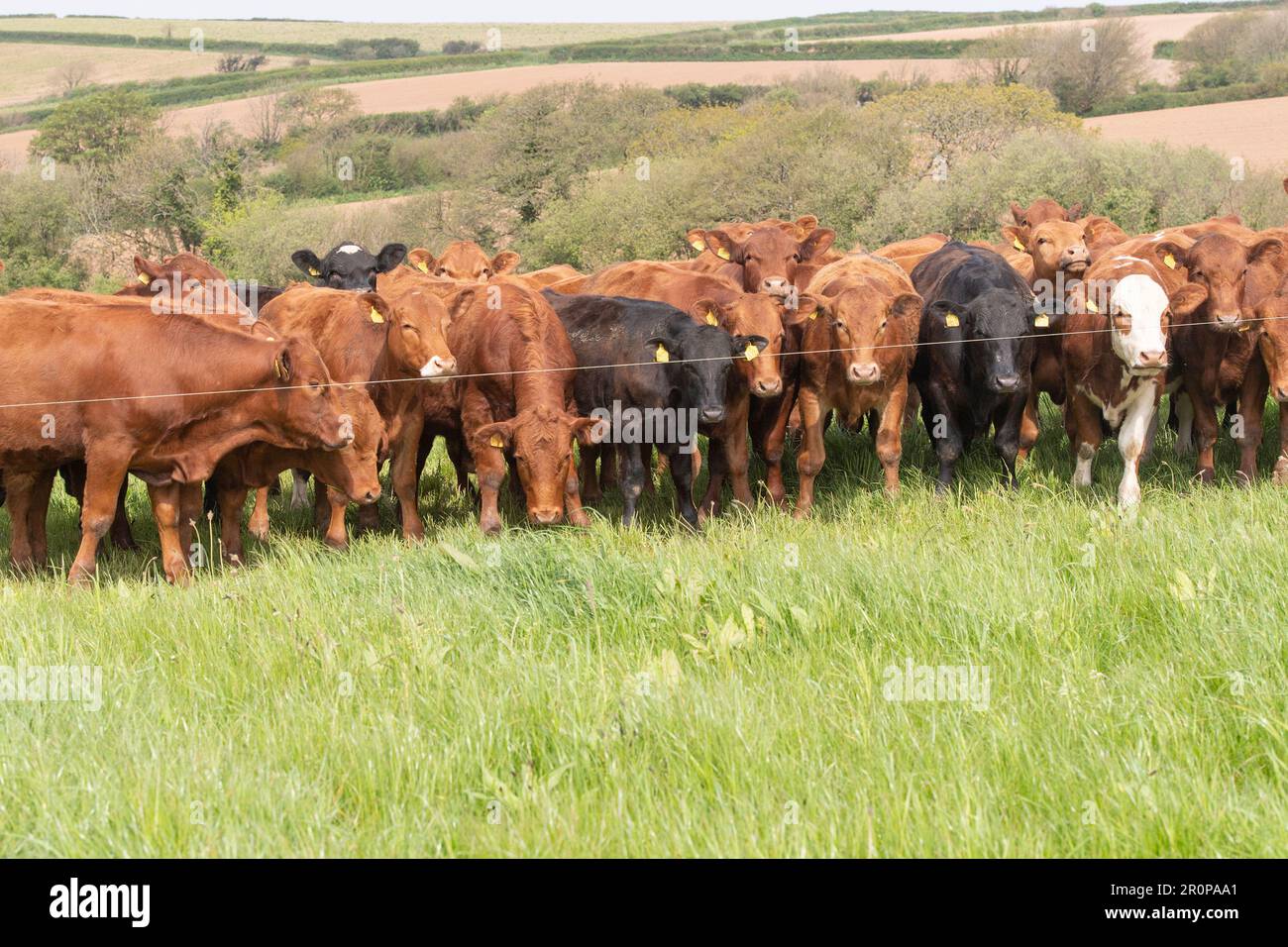Herd of beef cattle Stock Photo