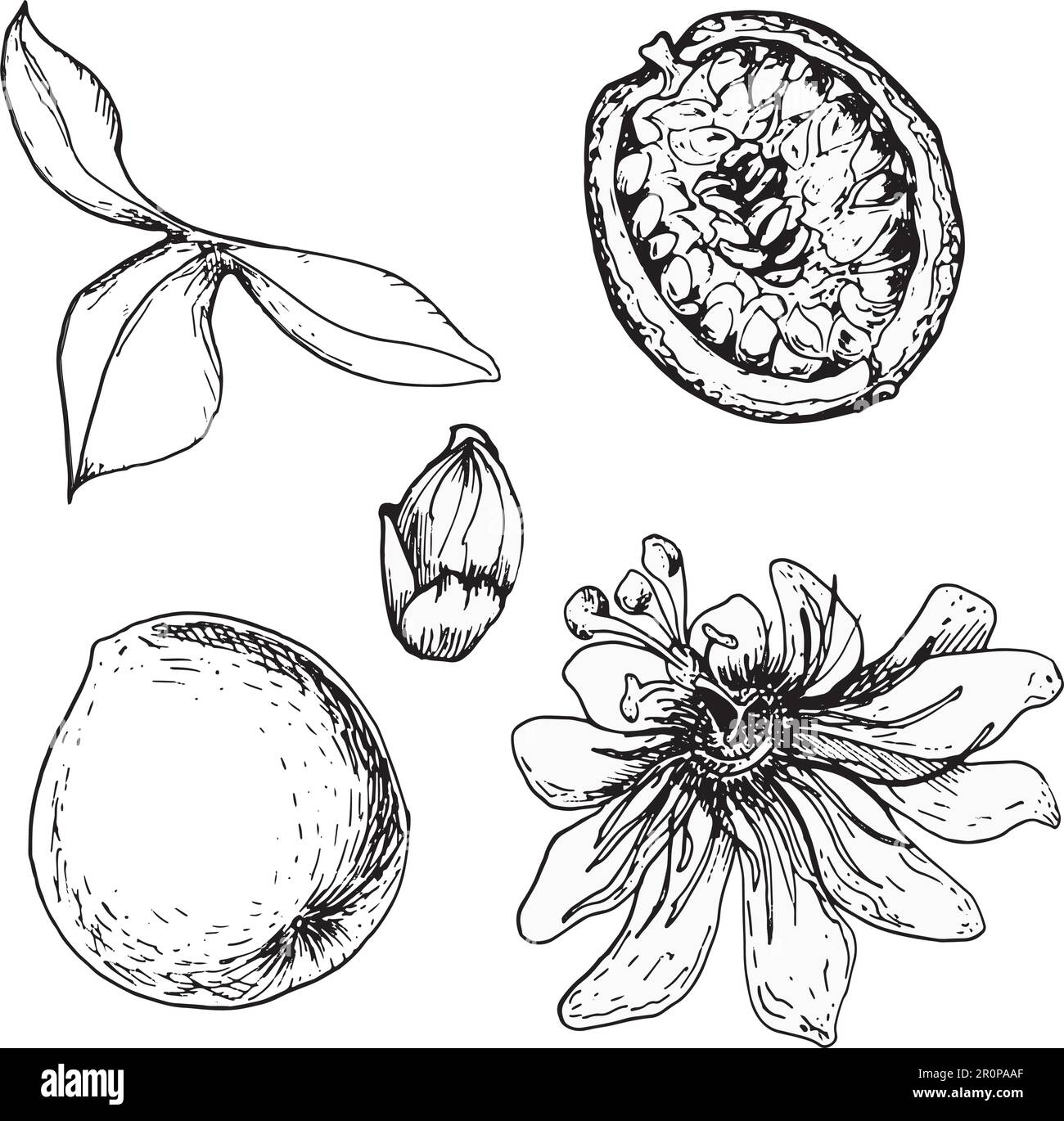 Set of tropical passion fruit and passion flower vector illustration isolated on white. Maracuja