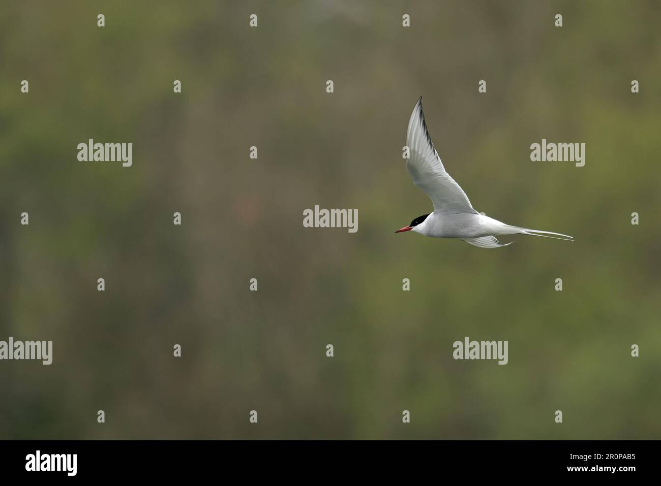 Arctic Tern (Sterna paradisaea) adult summer Whitlingham CP Norfolk UK GB April 2023 Stock Photo