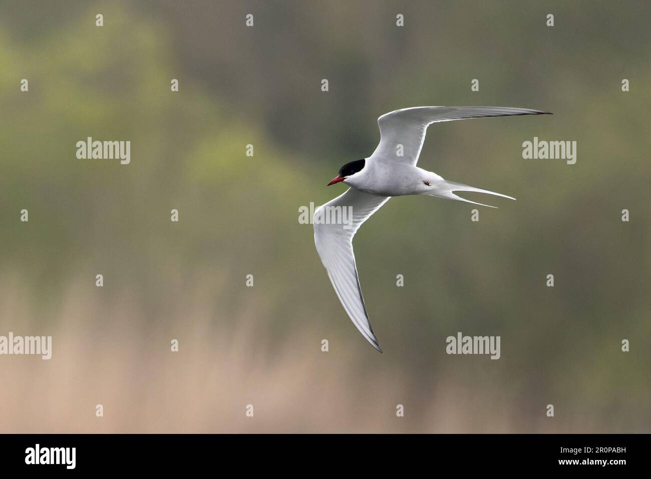 Arctic Tern (Sterna paradisaea) adult summer Whitlingham CP Norfolk UK GB April 2023 Stock Photo