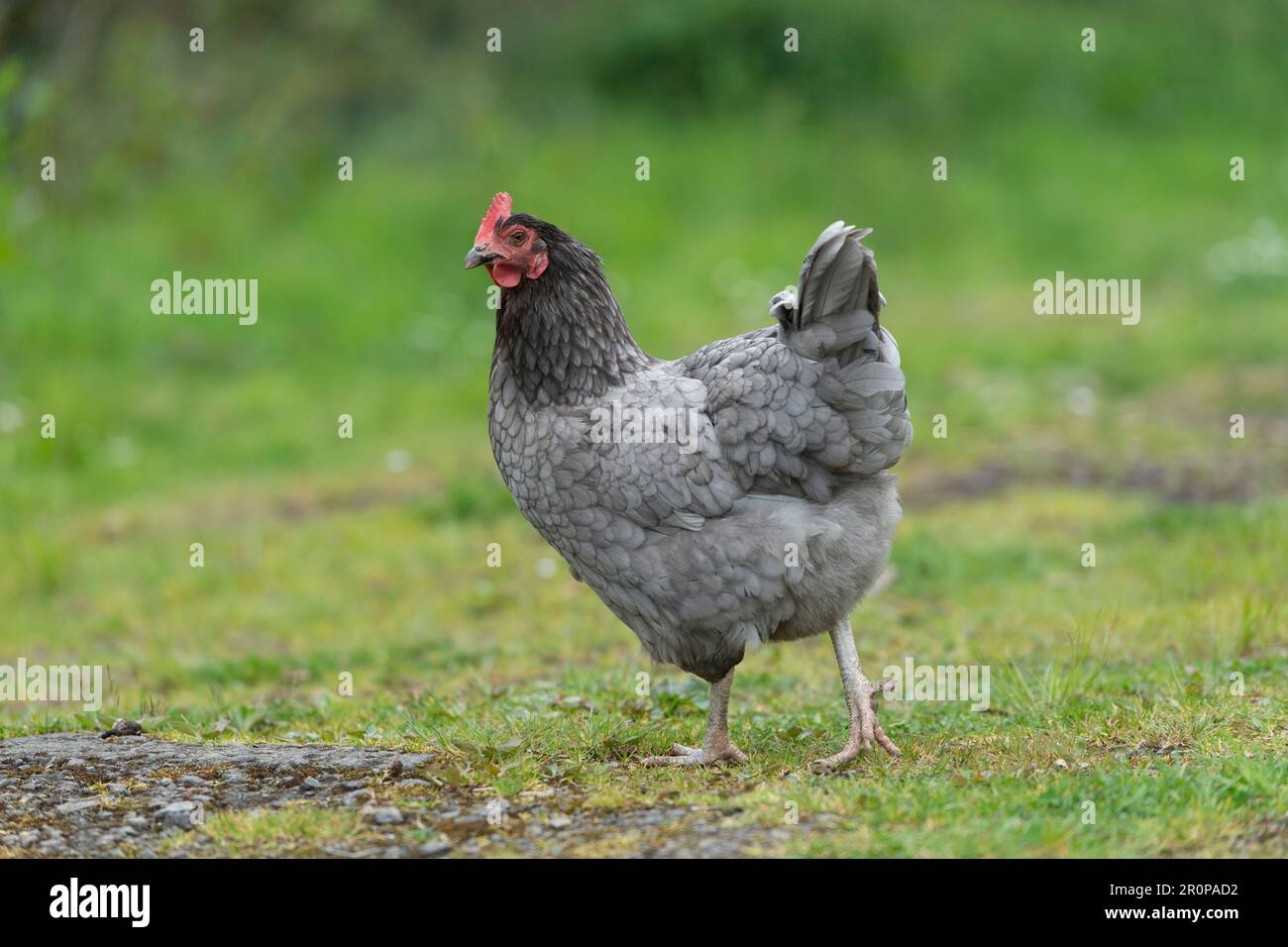 Blue marans hens Stock Photo