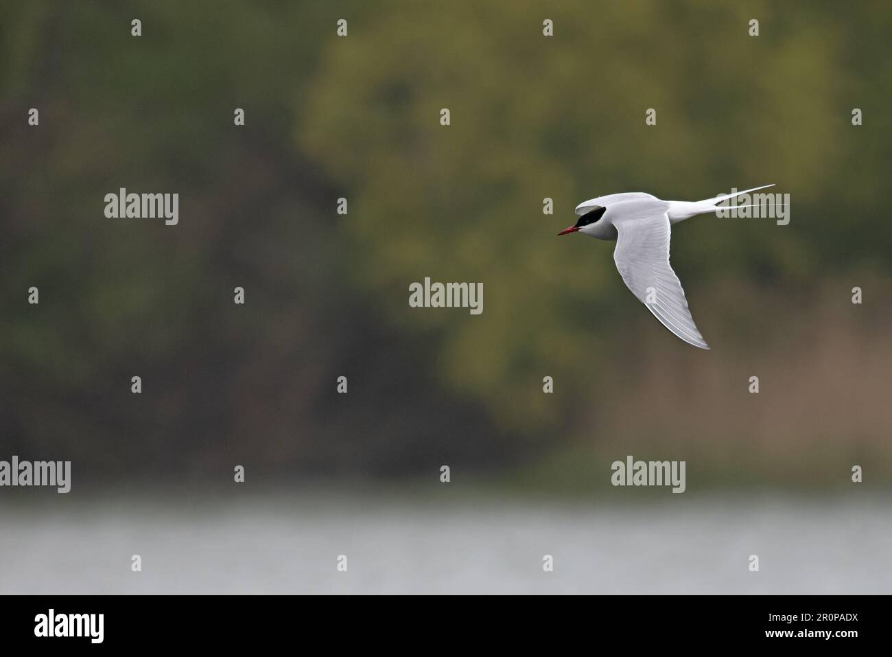 Arctic Tern (Sterna paradisaea) adult summer Whitlingham CP Norfolk UK GB April 2023 Stock Photo