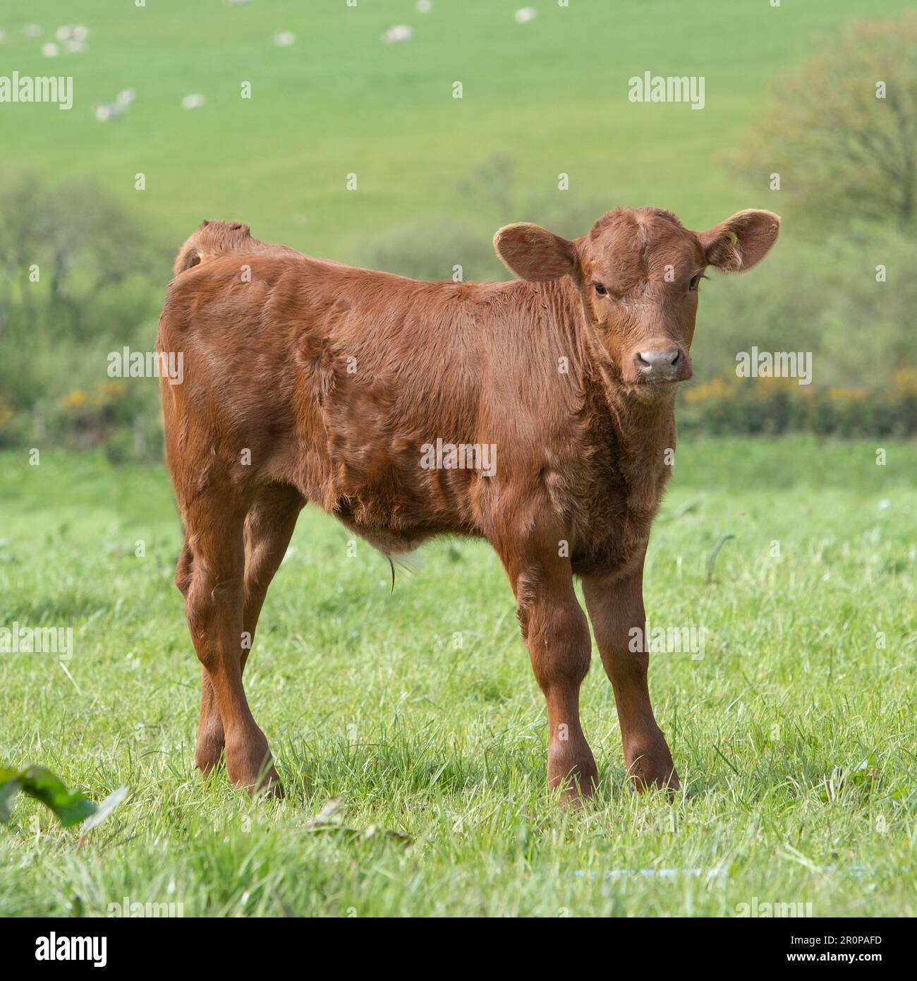cute baby calf Stock Photo Alamy