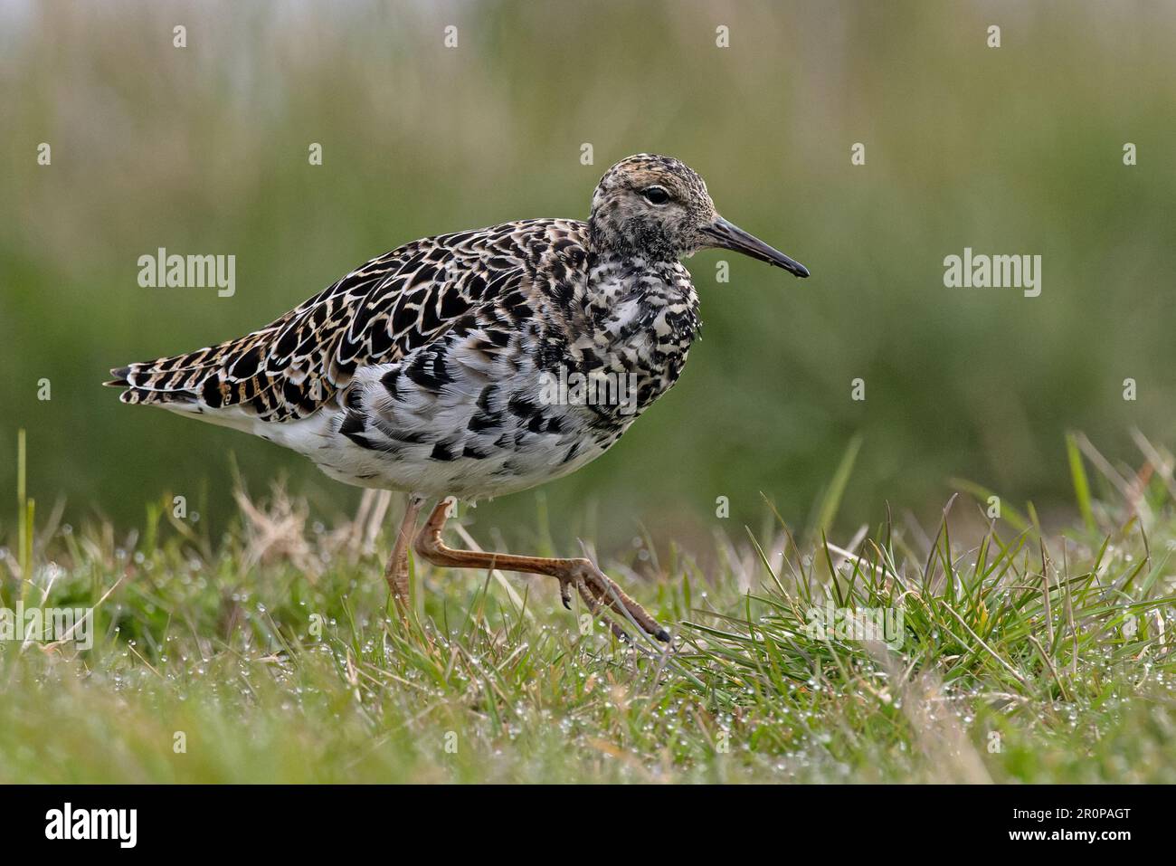 Ruff bird hi-res stock photography and images - Alamy